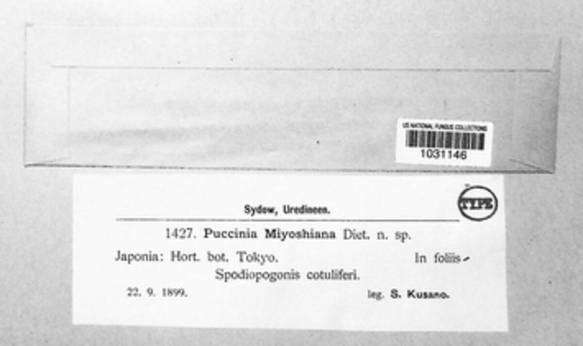Puccinia miyoshiana image